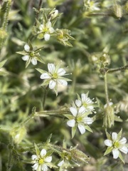 Sabulina nuttallii