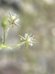 Sabulina nuttallii