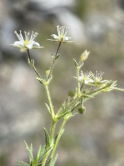 Sabulina nuttallii