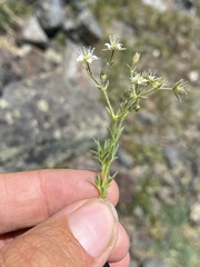 Sabulina nuttallii