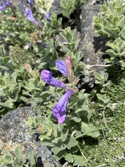 Penstemon montanus montanus