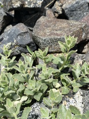 Penstemon montanus montanus