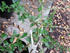 Danaus gilippus
