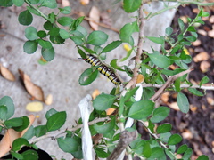 Danaus gilippus