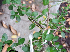 Danaus gilippus