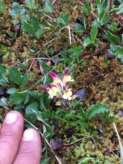 Pedicularis flammea