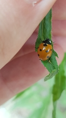 Coccinella septempunctata
