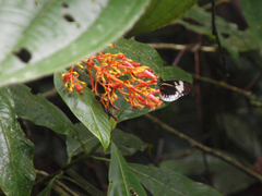 Heliconius cydno alithea