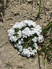 Phlox multiflora