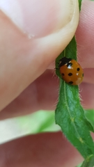 Coccinella septempunctata