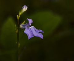 Lobelia gattingeri