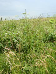 Heracleum sphondylium sphondylium