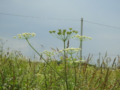Heracleum sphondylium sphondylium