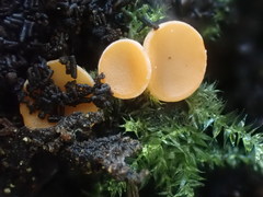 Pulvinula tetraspora