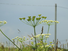 Heracleum sphondylium sphondylium