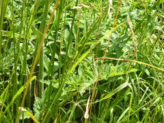 Heracleum sphondylium sphondylium
