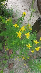 Hypericum perforatum