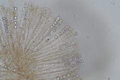 Pulvinula tetraspora