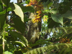 Lampornis clemenciae