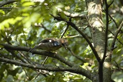 Garrulus glandarius