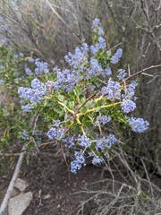 Ceanothus pendletonensis