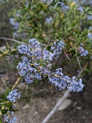 Ceanothus pendletonensis