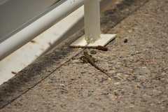 Aspidoscelis stictogrammus