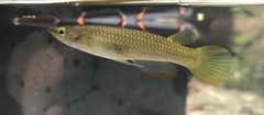 Aplocheilus lineatus
