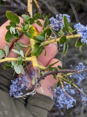 Ceanothus pendletonensis