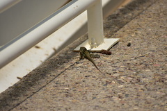 Aspidoscelis stictogrammus