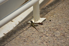 Aspidoscelis stictogrammus