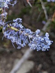 Ceanothus pendletonensis