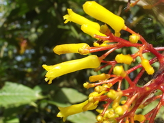 Palicourea padifolia