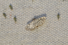 Hileithia rehamalis