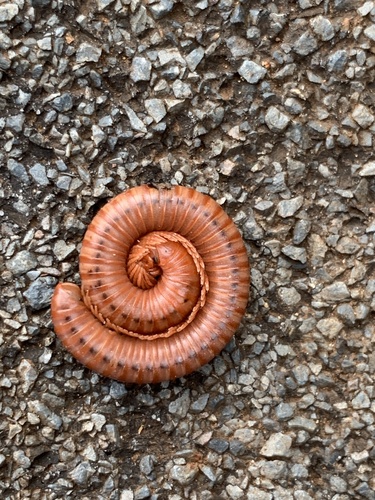 Rusty Millipede photo 4
