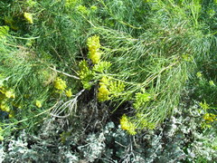 Senecio anethifolius