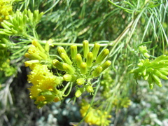 Senecio anethifolius