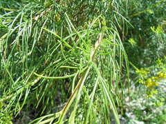 Senecio anethifolius
