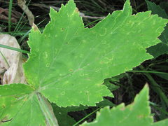 Heracleum freynianum