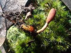 Cordyceps meneristitis