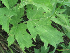 Heracleum freynianum