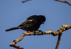 Melaniparus niger niger