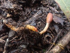 Cordyceps meneristitis