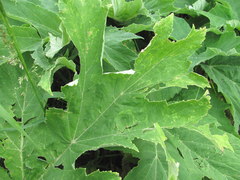 Heracleum freynianum