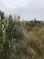 Olearia traversiorum