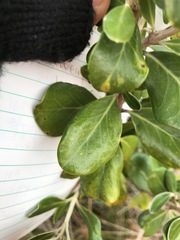 Olearia traversiorum