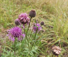 Centaurea scabiosa