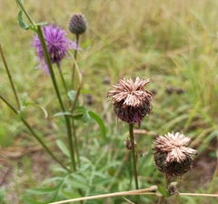 Centaurea scabiosa