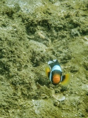 Amphiprion polymnus