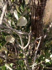 Olearia traversiorum